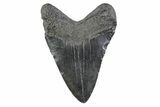 Fossil Megalodon Tooth - South Carolina #362191-1